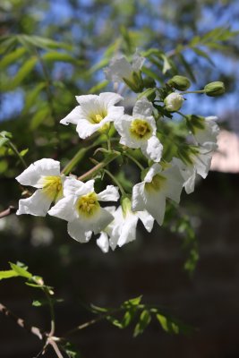 Xanthoceras sorbifolia - žlutoroh jeřábovitý - květ (1)